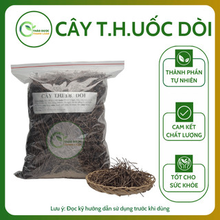 1kg CÂY DÒI THÂN TÍM (Cây Dòi Tía, Bọ Mắm) Loại 1 Tiêu đờm, Chữa ho, Lợi tiểu | Dược liệu Thanh Loan