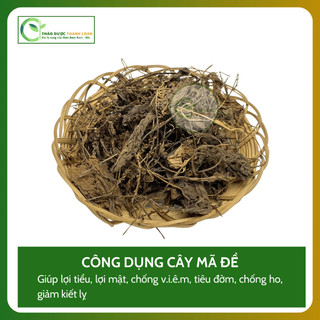 1kg CÂY MÃ ĐỀ (Cây Xa T iền) Loại 1 Thanh nhiệt, Thông tiểu, Tiêu đờm | Dược liệu Thanh Loan