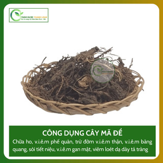 1kg CÂY MÃ ĐỀ (Cây Xa T iền) Loại 1 Thanh nhiệt, Thông tiểu, Tiêu đờm | Dược liệu Thanh Loan