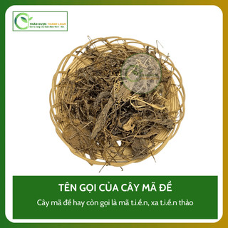1kg CÂY MÃ ĐỀ (Cây Xa T iền) Loại 1 Thanh nhiệt, Thông tiểu, Tiêu đờm | Dược liệu Thanh Loan