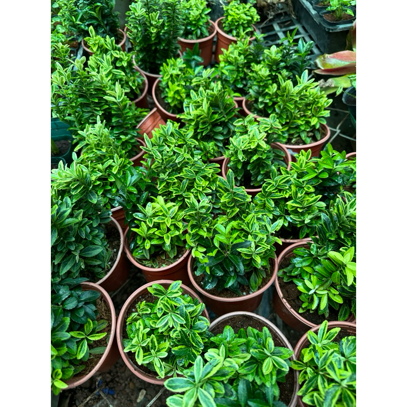 Cây Hoàng Kim, cây Đông Thanh Vệ Mâu Setup Terrarium