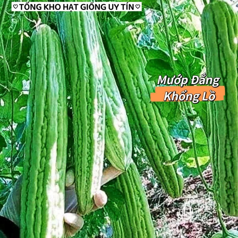 Hạt Giống Mướp đắng, khổ qua khổng lồ💯 Hàng Xịn💥 Ăn cực ngon