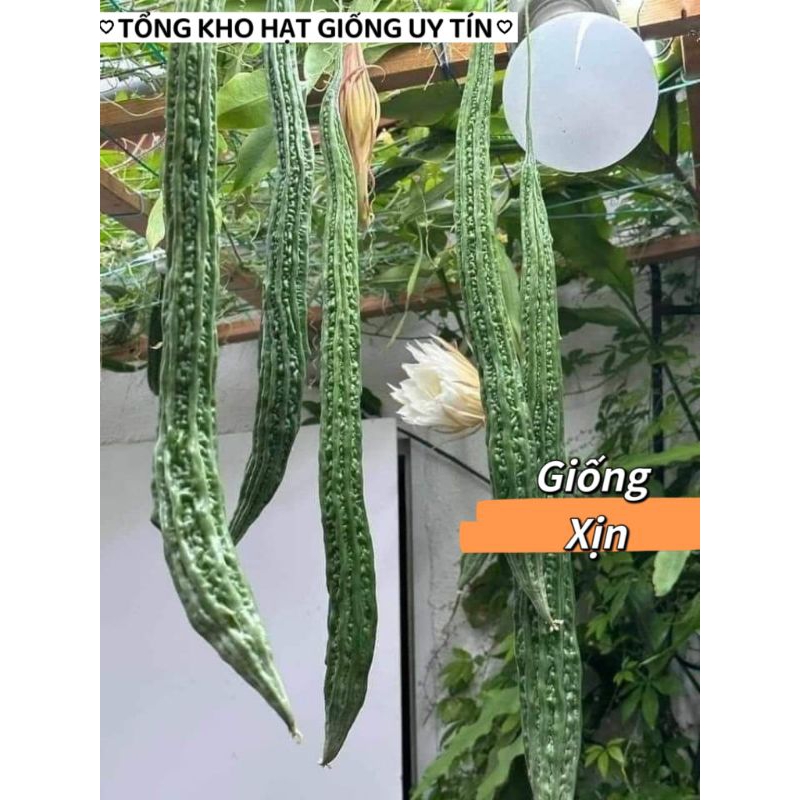 Mướp Đắng Gai Siêu Dài🌈 Nhập Khẩu, Cực Năng Suất