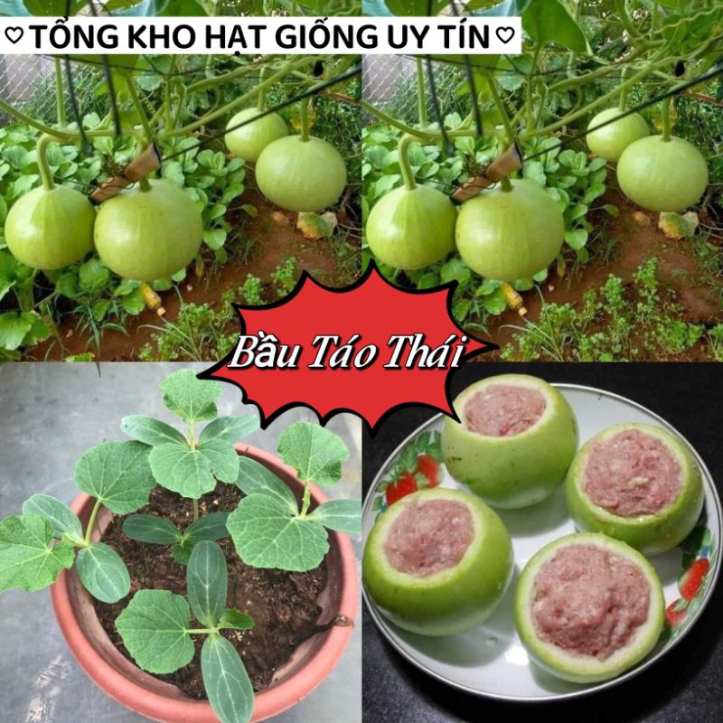 hạt giống bầu táo tròn f1 💙  Chuẩn Xịn💫 ăn cực ngon