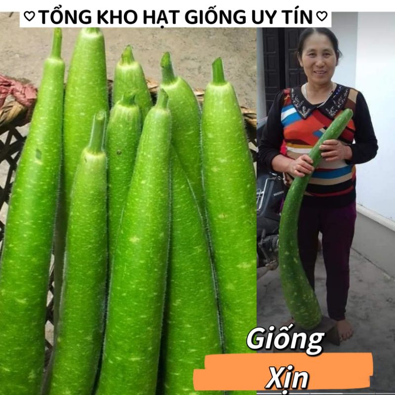 1gam hạt giống bầu quê trái dài khổng lồ💥 Nảy Mầm Cực đỉnh💥 lên dàn to dài rất đã
