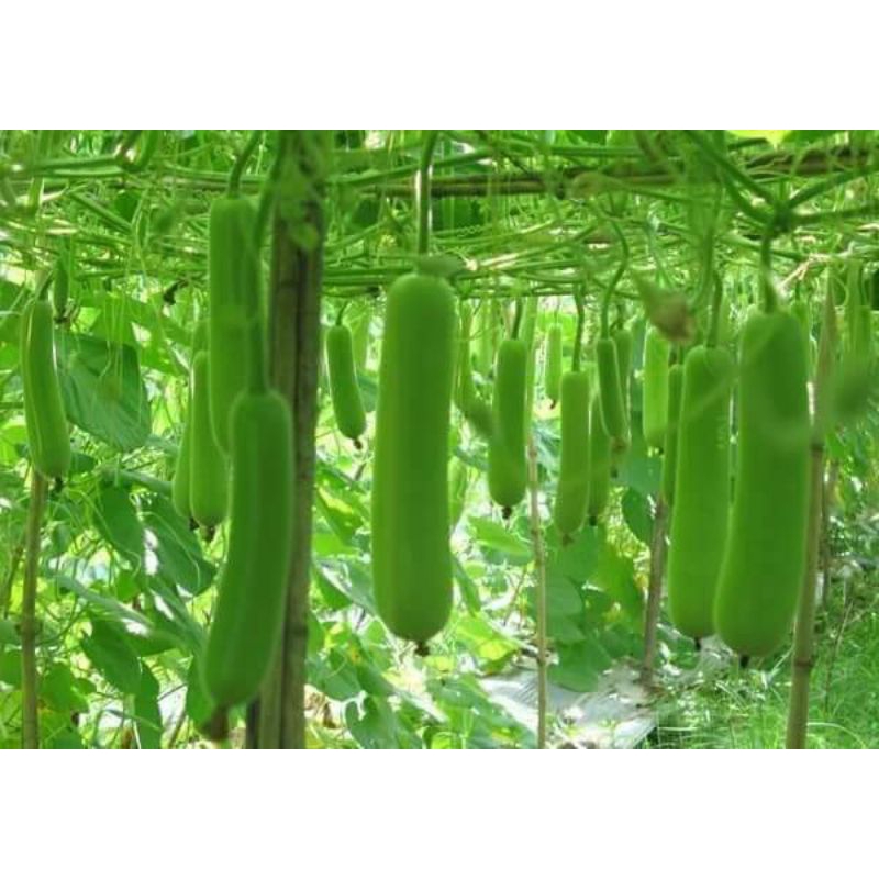 HẠT GIỐNG  Bầu xanh Thái Lan bốn mùa f1 1 gam 10 hạt  💥SIÊU TRÁI💥 chất lượng cao