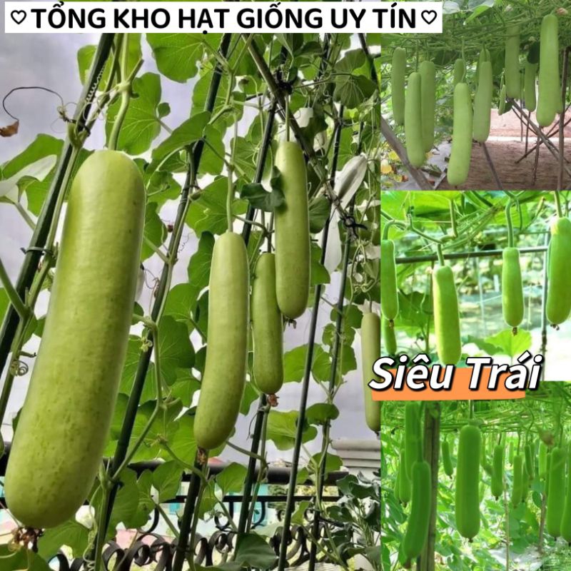 HẠT GIỐNG  Bầu xanh Thái Lan bốn mùa f1 1 gam 10 hạt  💥SIÊU TRÁI💥 chất lượng cao