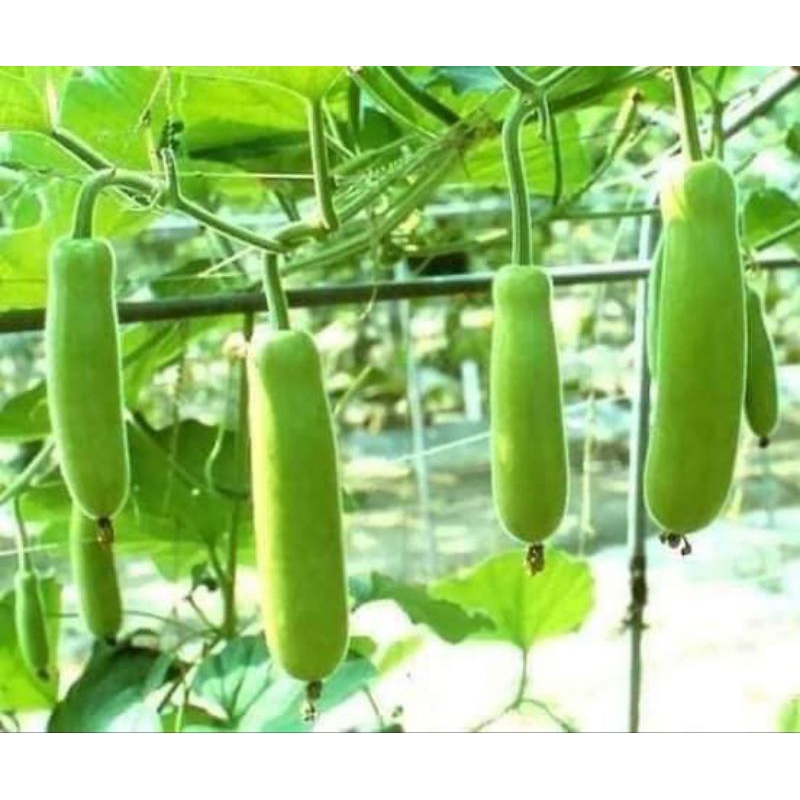 HẠT GIỐNG  Bầu xanh Thái Lan bốn mùa f1 1 gam 10 hạt  💥SIÊU TRÁI💥 chất lượng cao