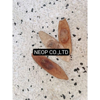 COMBO 100 HẠT GIỐNG GỖ SƯA ĐỎ (CÂY SƯA ĐỎ) QUÝ