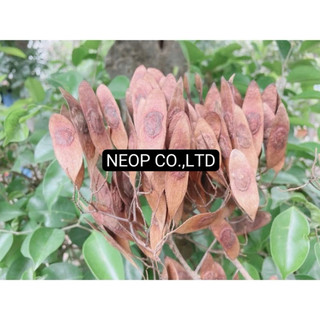 COMBO 100 HẠT GIỐNG GỖ SƯA ĐỎ (CÂY SƯA ĐỎ) QUÝ