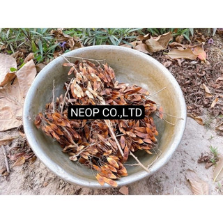COMBO 100 HẠT GIỐNG GỖ SƯA ĐỎ (CÂY SƯA ĐỎ) QUÝ