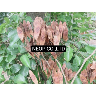 COMBO 10 HẠT GIỐNG GỖ SƯA ĐỎ (CÂY SƯA ĐỎ) QUÝ