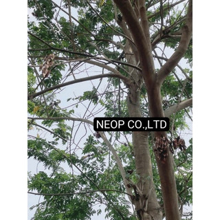 COMBO 100 HẠT GIỐNG GỖ SƯA ĐỎ (CÂY SƯA ĐỎ) QUÝ