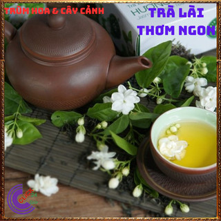 Chậu hoa lài ta lài làm trà thơm ngát hoa nhài nhiều công dụng 🌷Yêu Nhà Yêu Hoa