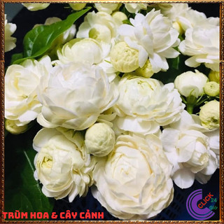 Chậu hoa lài ta lài làm trà thơm ngát hoa nhài nhiều công dụng 🌷Yêu Nhà Yêu Hoa