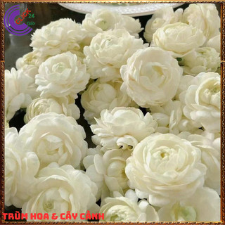Chậu hoa lài ta lài làm trà thơm ngát hoa nhài nhiều công dụng 🌷Yêu Nhà Yêu Hoa