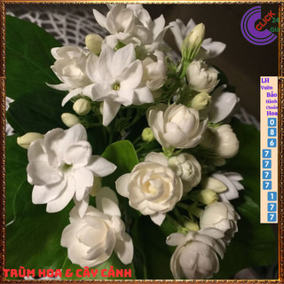 Chậu hoa lài ta lài làm trà thơm ngát hoa nhài nhiều công dụng 🌷Yêu Nhà Yêu Hoa