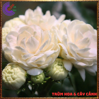 Chậu hoa lài ta lài làm trà thơm ngát hoa nhài nhiều công dụng 🌷Yêu Nhà Yêu Hoa