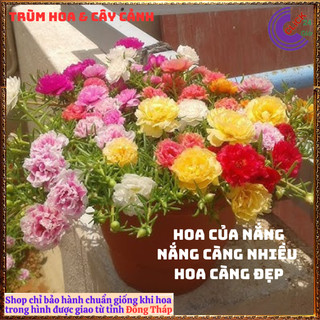 4 Chậu hoa mười giờ thái kép nhiều màu đẹp 🚁 Yêu Nhà Yêu Hoa