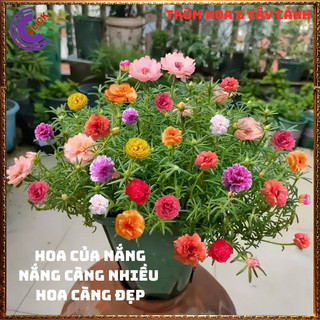 4 Chậu hoa mười giờ thái kép nhiều màu đẹp 🚁 Yêu Nhà Yêu Hoa