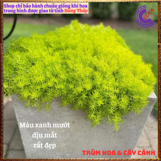 Mười giờ Úc cây sao băng sedum dạ quang 10h úc cỏ tạo nền 🎁 Yêu Nhà Yêu Hoa