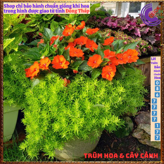 Mười giờ Úc cây sao băng sedum dạ quang 10h úc cỏ tạo nền 🎁 Yêu Nhà Yêu Hoa