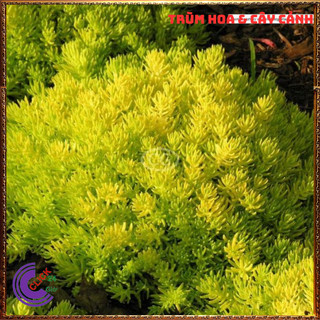 Mười giờ Úc cây sao băng sedum dạ quang 10h úc cỏ tạo nền 🎁 Yêu Nhà Yêu Hoa