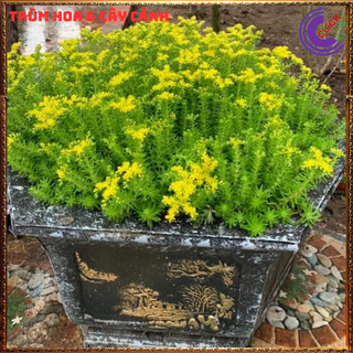Mười giờ Úc cây sao băng sedum dạ quang 10h úc cỏ tạo nền 🎁 Yêu Nhà Yêu Hoa