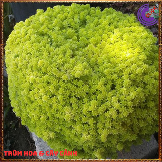 Mười giờ Úc cây sao băng sedum dạ quang 10h úc cỏ tạo nền 🎁 Yêu Nhà Yêu Hoa