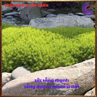 Mười giờ Úc cây sao băng sedum dạ quang 10h úc cỏ tạo nền 🎁 Yêu Nhà Yêu Hoa