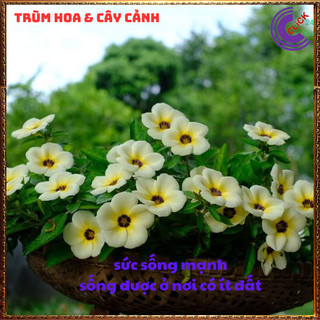 Chậu hoa đông hầu kem Hoa dừa vàng hoa quanh năm dễ trồng ️🚍 Yêu Nhà Yêu Hoa