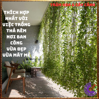 Cúc tần Ấn Độ 2 chậu xum xuê dài hơn 1m cây khỏe mượt ️🐤 Yêu Nhà Yêu Hoa