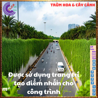 Cúc tần Ấn Độ 2 chậu xum xuê dài hơn 1m cây khỏe mượt ️🐤 Yêu Nhà Yêu Hoa