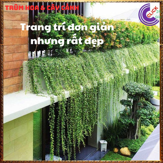 Cúc tần Ấn Độ 2 chậu xum xuê dài hơn 1m cây khỏe mượt ️🐤 Yêu Nhà Yêu Hoa