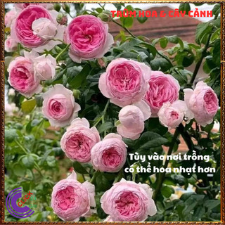 Chậu hoa hồng leo Mon Coeur KHÔNG GAI bông hồng Nhật to làm trà️🍣 Yêu Nhà Yêu Hoa