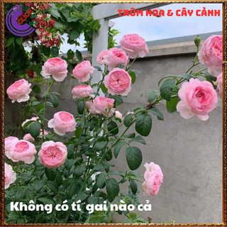 Chậu hoa hồng leo Mon Coeur KHÔNG GAI bông hồng Nhật to làm trà️🍣 Yêu Nhà Yêu Hoa