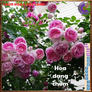 Chậu hoa hồng leo Mon Coeur KHÔNG GAI bông hồng Nhật to làm trà️🍣 Yêu Nhà Yêu Hoa