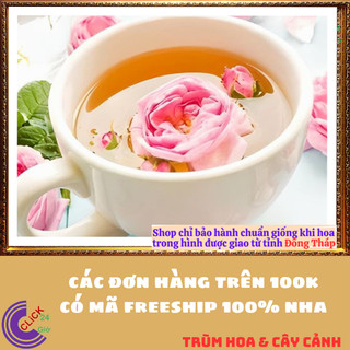 Chậu hoa hồng leo Mon Coeur KHÔNG GAI bông hồng Nhật to làm trà️🍣 Yêu Nhà Yêu Hoa