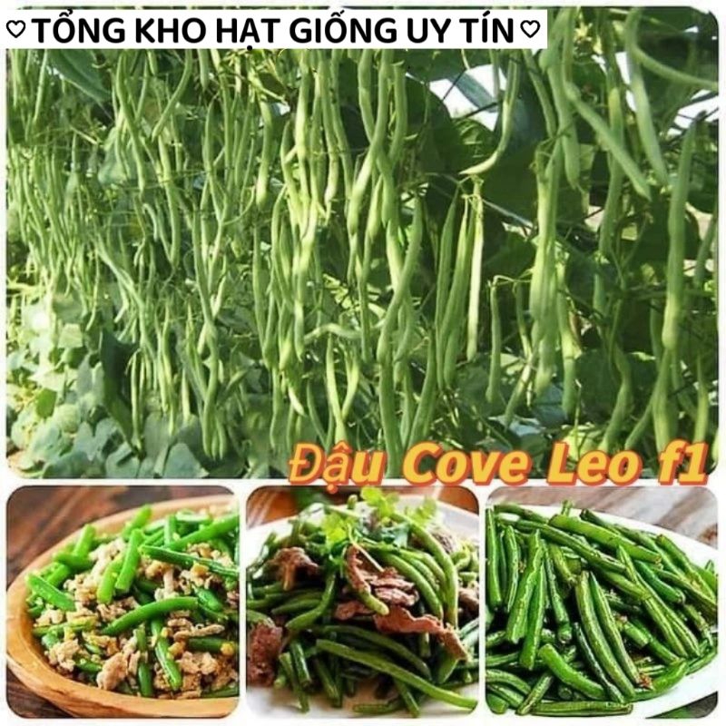 🌟Hạt Giống Đậu Cove Leo F1 💥 Siêu Quả💯 Năng Suất Cao