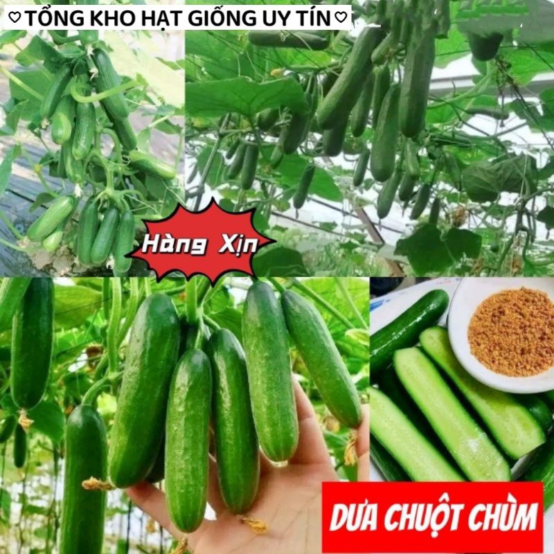 Hạt Giống Dưa Chuột Chùm Baby ❣️ Hàng Xịn💥 Siêu  Quả, ăn cực ngon