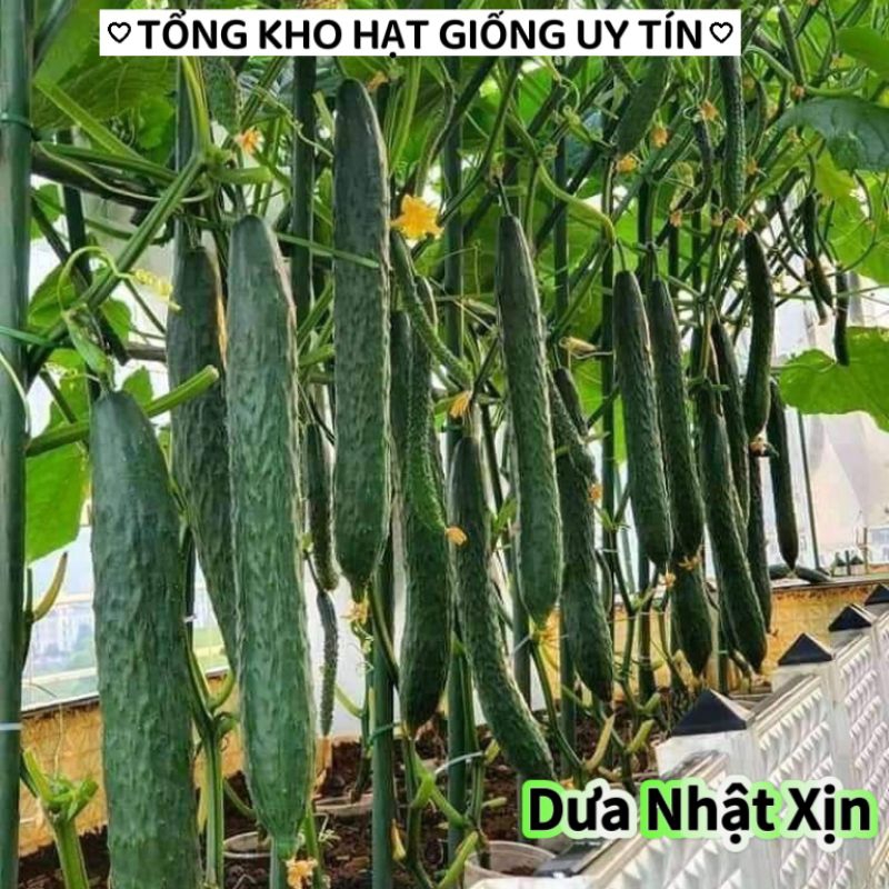 HẠT GIỐNG DƯA CHUỘT NHẬT💥 KHỔNG LỒ, ĐẶC RUỘT ĂN CỰC DÒN NGON