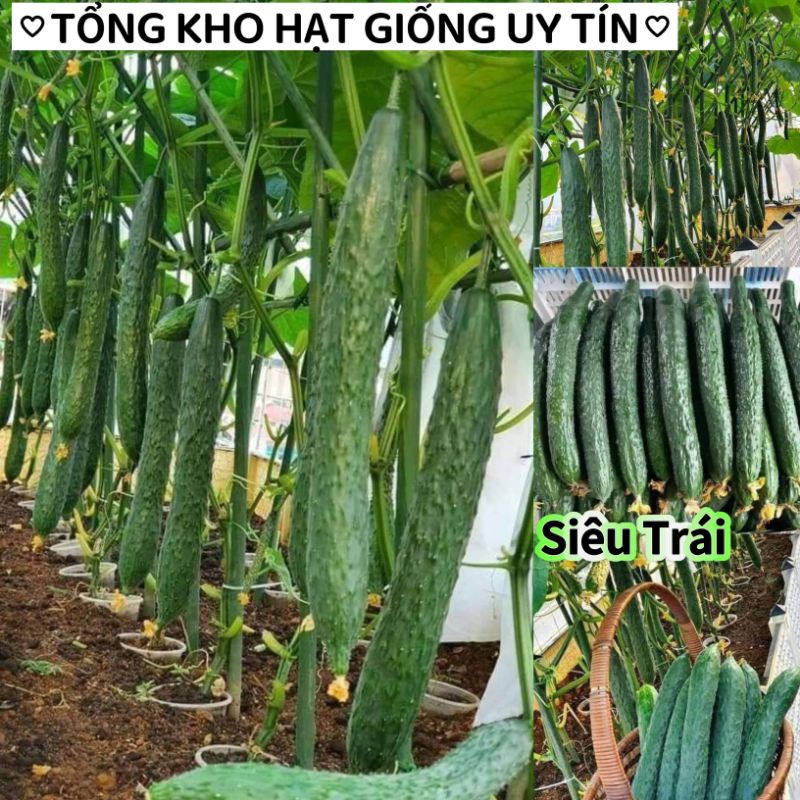 hạt giống  dưa chuột nhật f1 🤗🤗 Sale Lớn🤗🤗 dòn ngon đặc biệt