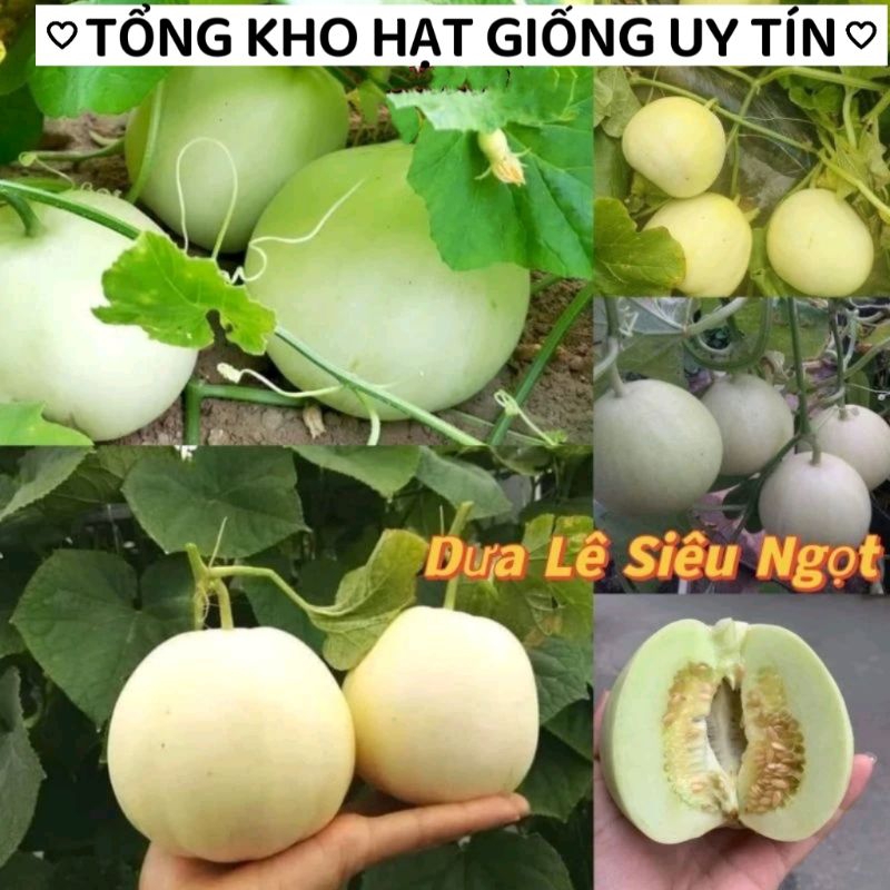 hạt giống dưa lê Siêu Ngọt F1 💖 NẢY MẦM CỰC ĐỈNH💖 siêu ngọt chất lượng cao