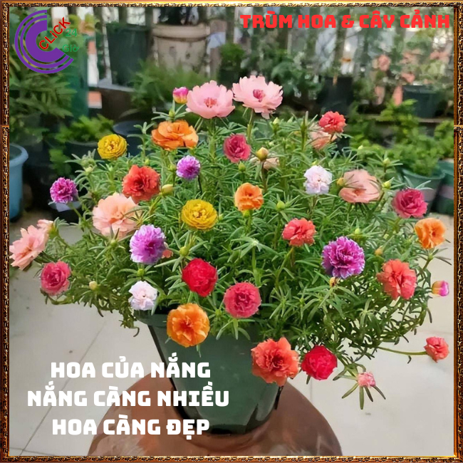 4 Chậu hoa mười giờ thái kép siêu đẹp ngắm hoa ngay