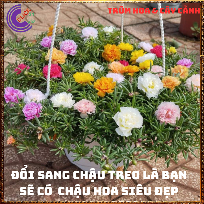 4 Chậu hoa mười giờ thái kép siêu đẹp ngắm hoa ngay