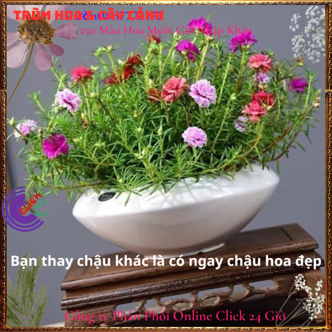 4 Chậu hoa mười giờ thái kép siêu đẹp ngắm hoa ngay