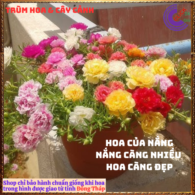 4 Chậu hoa mười giờ thái kép siêu đẹp ngắm hoa ngay