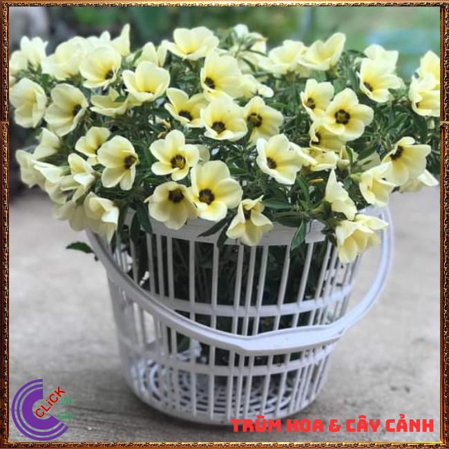 Hoa đông hầu - Hoa dừa kem - Cây dừa vàng siêu bông quanh năm 🌟 Hoa Mười Giờ Bonsai & Phụ Kiện