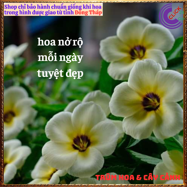 Hoa đông hầu - Hoa dừa kem - Cây dừa vàng siêu bông quanh năm 🌟 Hoa Mười Giờ Bonsai & Phụ Kiện