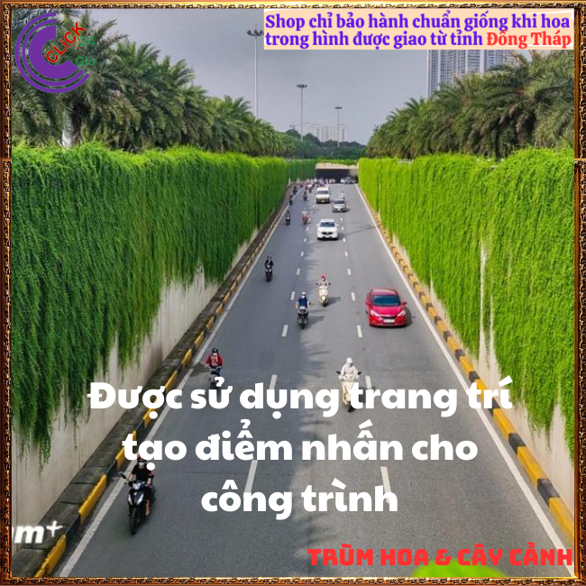 2 Chậu tạo rèm buông rủ cúc tần Ấn Độ rủ dài gần 1,5m giá rất rẻ 😻 Hoa Mười Giờ Bonsai & Phụ Kiện